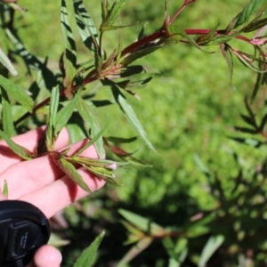 Epilobium ciliatum at Cotter River, ACT - 8 Jan 2023 10:58 AM