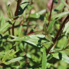 Epilobium ciliatum at Cotter River, ACT - 8 Jan 2023 10:58 AM