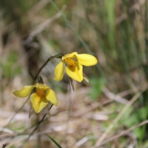 Diuris monticola at Cotter River, ACT - 8 Jan 2023