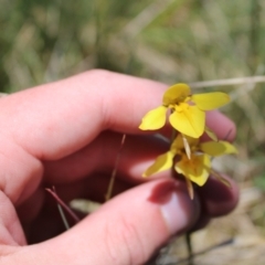 Diuris monticola at Cotter River, ACT - 8 Jan 2023