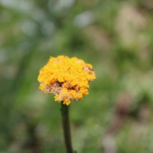 Craspedia aurantia var. aurantia at Cotter River, ACT - suppressed