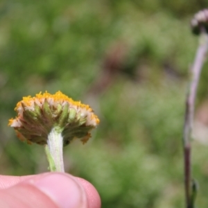 Craspedia aurantia var. aurantia at Cotter River, ACT - suppressed