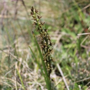 Prasophyllum tadgellianum at Bimberi, NSW - 8 Jan 2023