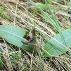 Chiloglottis valida (Large Bird Orchid) at Cotter River, ACT - 8 Jan 2023 by Tapirlord