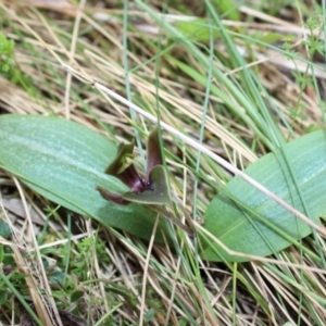 Chiloglottis valida at Cotter River, ACT - suppressed