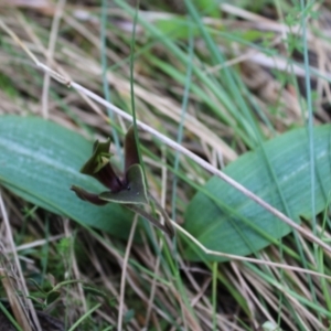 Chiloglottis valida at Cotter River, ACT - suppressed