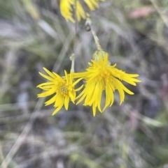 Podolepis sp. at Tennent, ACT - 5 May 2023 by JaneR