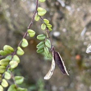 Bossiaea buxifolia at Tennent, ACT - 5 May 2023