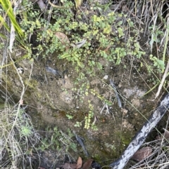 Bossiaea buxifolia at Tennent, ACT - 5 May 2023 01:59 PM