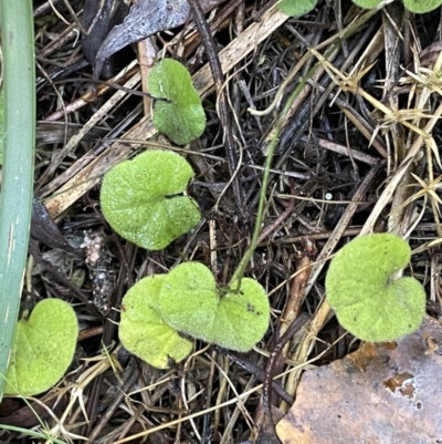 Dichondra repens (Kidney Weed) at Namadgi National Park - 5 May 2023 by JaneR