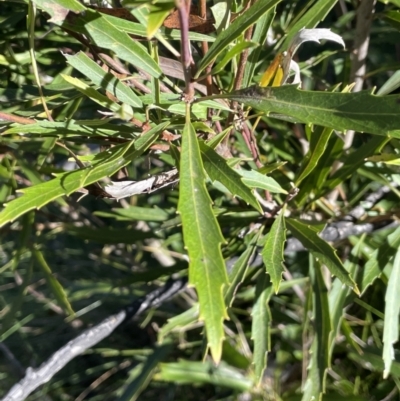 Lomatia myricoides (River Lomatia) at Tennent, ACT - 5 May 2023 by JaneR