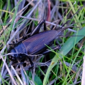 Teleogryllus commodus at Coree, ACT - 5 May 2023