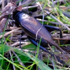 Teleogryllus commodus at Coree, ACT - 5 May 2023