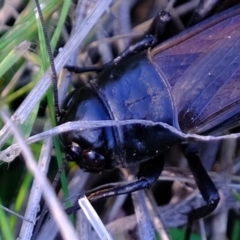 Teleogryllus commodus at Coree, ACT - 5 May 2023