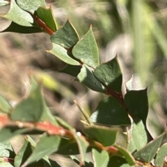 Acacia pravissima (Wedge-leaved Wattle, Ovens Wattle) at Tennent, ACT - 5 May 2023 by JaneR