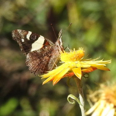 Vanessa itea (Yellow Admiral) at ANBG - 4 May 2023 by HelenCross