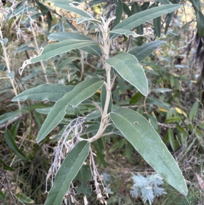 Olearia megalophylla (Large-leaf Daisy-bush) at Namadgi National Park - 5 May 2023 by JaneR