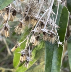 Olearia megalophylla at Tennent, ACT - 5 May 2023 01:42 PM