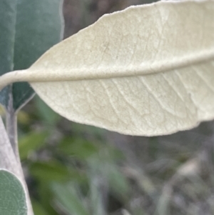 Olearia megalophylla at Tennent, ACT - 5 May 2023