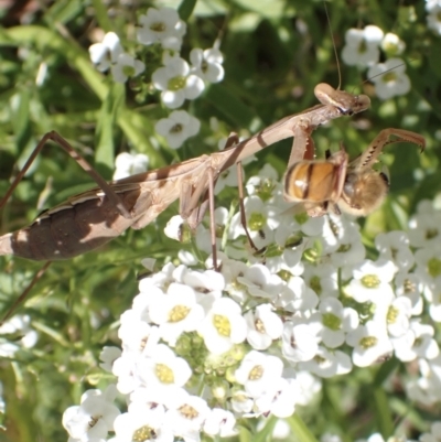 Pseudomantis albofimbriata at Murrumbateman, NSW - 4 May 2023 by SimoneC