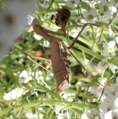 Pseudomantis albofimbriata at Murrumbateman, NSW - 4 May 2023