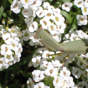 Orthodera ministralis at Murrumbateman, NSW - 4 May 2023