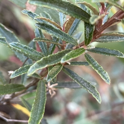 Olearia erubescens (Silky Daisybush) at Tennent, ACT - 5 May 2023 by JaneR