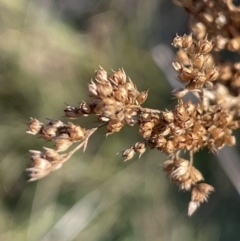 Juncus vaginatus (Clustered Rush) at Tennent, ACT - 5 May 2023 by JaneR