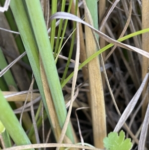 Juncus vaginatus at Tennent, ACT - 5 May 2023