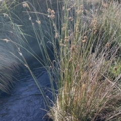 Juncus vaginatus at Tennent, ACT - 5 May 2023