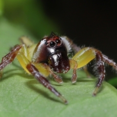 Opisthoncus sp. (genus) at Wellington Point, QLD - 24 Apr 2023 by TimL