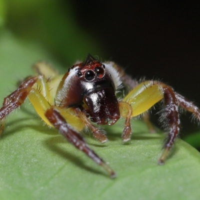 Opisthoncus sp. (genus) at Wellington Point, QLD - 24 Apr 2023 by TimL