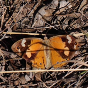 Heteronympha merope at O'Connor, ACT - 5 May 2023