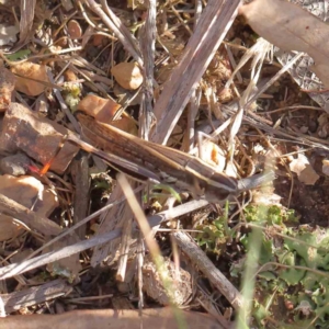 Macrotona australis at O'Connor, ACT - 5 May 2023 03:12 PM