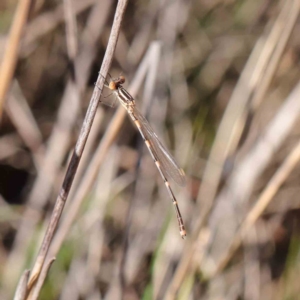 Austrolestes leda at O'Connor, ACT - 5 May 2023