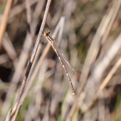 Austrolestes leda (Wandering Ringtail) at O'Connor, ACT - 5 May 2023 by ConBoekel