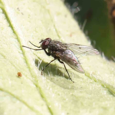 Helina sp. (genus) (Muscid fly) at O'Connor, ACT - 5 May 2023 by ConBoekel