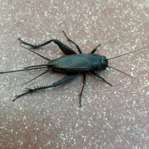 Teleogryllus commodus at Canberra, ACT - 6 May 2023