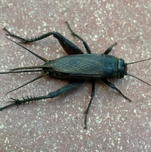 Teleogryllus commodus at Canberra, ACT - 6 May 2023 08:54 AM