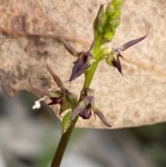 Corunastylis clivicola (Rufous midge orchid) at O'Connor, ACT - 11 Mar 2023 by NedJohnston