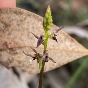 Corunastylis clivicola at O'Connor, ACT - 11 Mar 2023