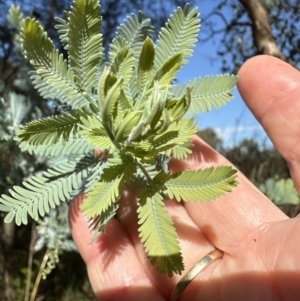 Acacia baileyana at Yarralumla, ACT - 6 May 2023