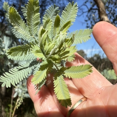 Acacia baileyana (Cootamundra Wattle, Golden Mimosa) at Molonglo Valley, ACT - 6 May 2023 by lbradley