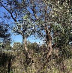 Acacia baileyana at Yarralumla, ACT - 6 May 2023