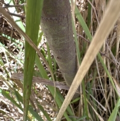 Acacia baileyana at Yarralumla, ACT - 6 May 2023