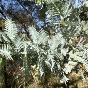 Acacia baileyana at Yarralumla, ACT - 6 May 2023