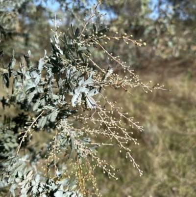 Acacia baileyana (Cootamundra Wattle, Golden Mimosa) at Molonglo Valley, ACT - 6 May 2023 by lbradley