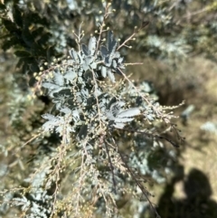 Acacia baileyana at Yarralumla, ACT - 6 May 2023