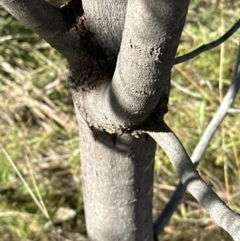 Acacia baileyana at Yarralumla, ACT - 6 May 2023