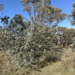 Acacia baileyana at Yarralumla, ACT - 6 May 2023